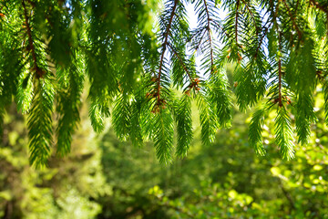 Frische Triebe der Fichte