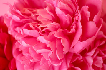 Beautiful peony flower as background