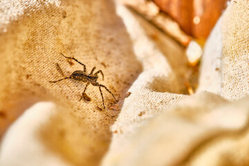 spider is sitting on a green leaf general plan selective focus