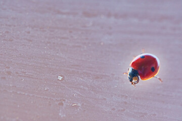 A red ladybug with black spots sits on green leaves behind a dripping wet glass. Macrophotography. Macro. Life of insects.
