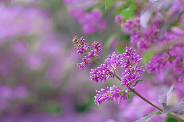 Blooming beautiful lilac tree in the garden. Pink flowers in spring