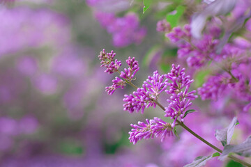 Blooming beautiful lilac tree in the garden. Pink flowers in spring