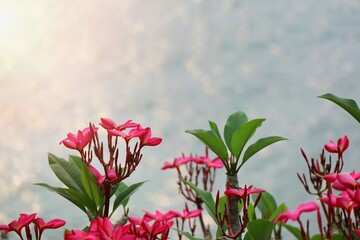 Pink Plumeria flowers on tree with green leaves and beautiful sea in summer time. Nature background with copy space concept.
