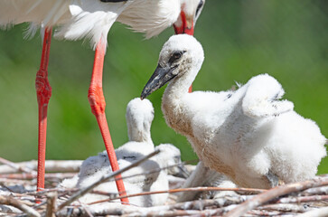 Chick of a white stork sitting on a nest