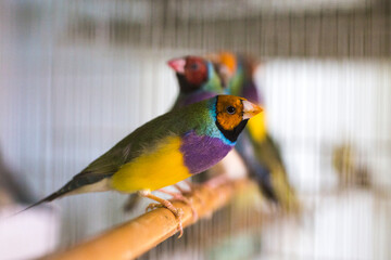 red and yellow macaw