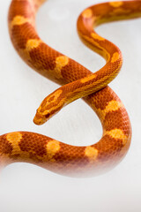 snake on a white background