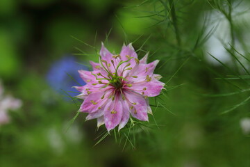 ニゲラのピンクの花