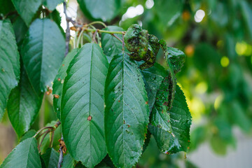 The green leaves of the cherry tree are affected by aphids. The parasite eats the leaves. Green leaf disease.