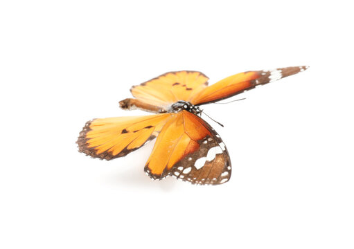 Beautiful butterfly on white background