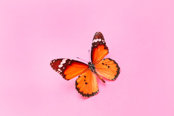 Beautiful butterfly on color background