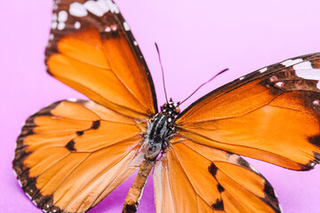 Beautiful butterfly on color background, closeup