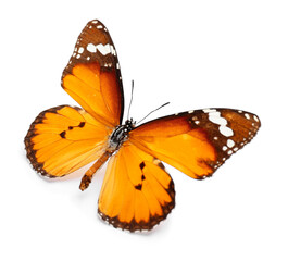 Beautiful butterfly on white background