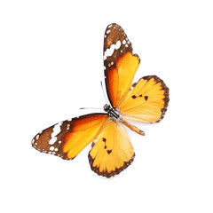Beautiful butterfly on white background