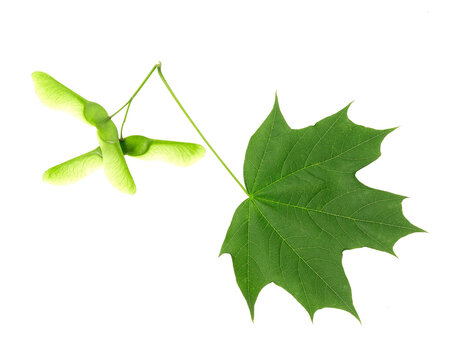 brightly green maple leaf isolated on a white background