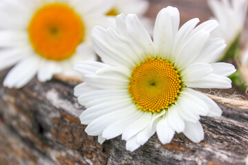 Daisy flower on a rope and on a wooden surface