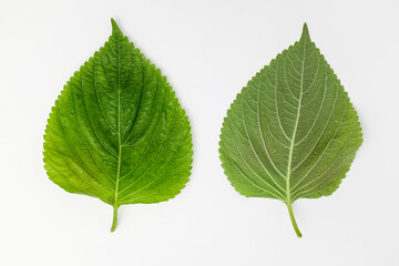 Sesame leaves on white background