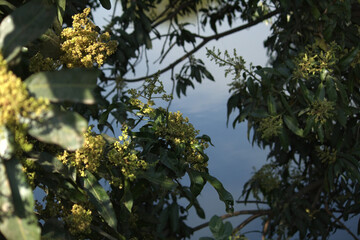 Flower of mango