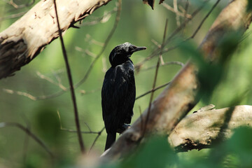 Cormorant siting on a branch