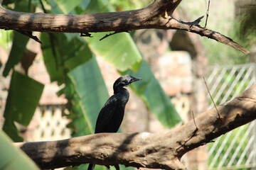 Cormorant siting on a branch of goava tree