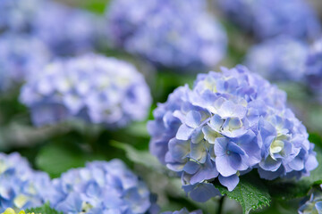雨・紫陽花
