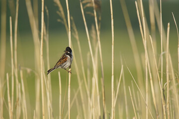 Reed Bunting in the Reeds