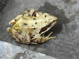 Grenouille au soleil