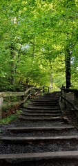 Fototapeta premium A walk into the nature of Uetliberg