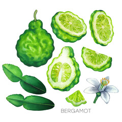 Collection of watercolor bergamot fruits, leaves and flower