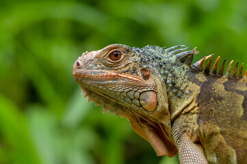 iguana