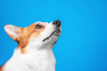 Portrait of adorable welsh corgi pembroke or cardigan looking up on blue background, copy space for advertising text. Dog faithfully looks at the owner or sees something iteresting.