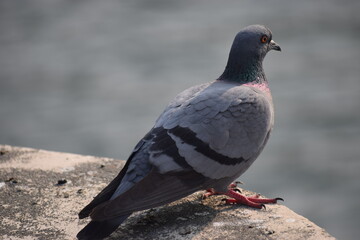 A blue rock pigeon thinking about life.