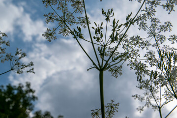 Der Wiesenkerbel, Anthriscus sylvestris, ist eine Pflanze der Familie der Doldenblütler (Apiaceae). Unter den mitteleuropäischen Doldengewächsen ist sie die am frühesten blühende Art.
