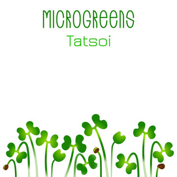 Microgreens Tatsoi. Seed packaging design. Sprouting seeds of a plant