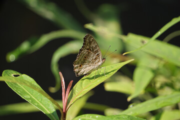 butterfly on leaf