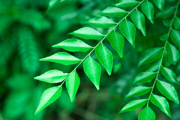Obraz premium Green leaves and leaf structure