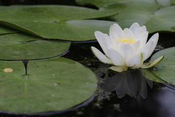 Spring blood branches in amazing colorful splendor
