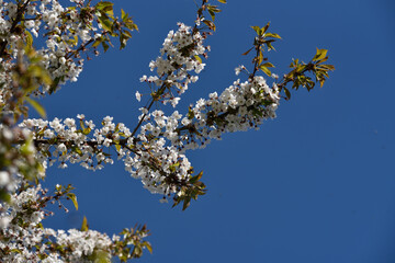 spring white cherry blossoms, against a background of blue sky