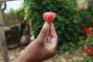A guy is catching a red color flower in his hand at Nepal