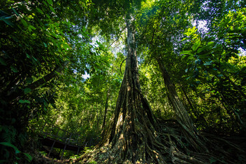 A huge banyan tree