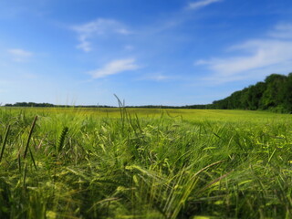 Rice Farm 03