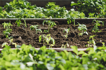 Young bushes of tomatoes grow in the garden. Agriculture concept, growing vegetables.