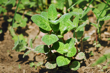 Young sprouts of Melissa officinalis in the spring.