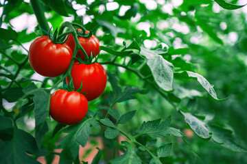 Red Tomatoes in a Greenhouse. Horticulture. Vegetables
