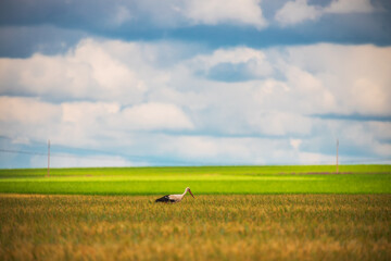 Stork in the field