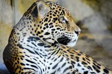 Fototapeta na wymiar Leopard in Repose