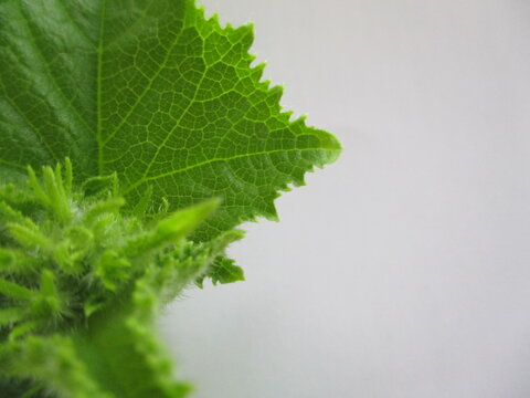 green cocumber leaf