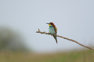 European Bee-Eater - Merops Apiaster on a branch , exotic colorful migratory bird