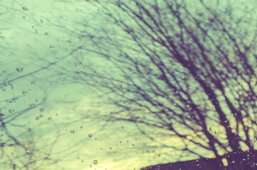 Abstract photography of reflection of bare spring trees in the window of a car.