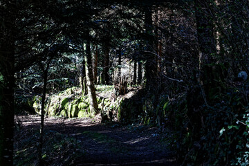 Obraz premium Chemin dans les sous-bois