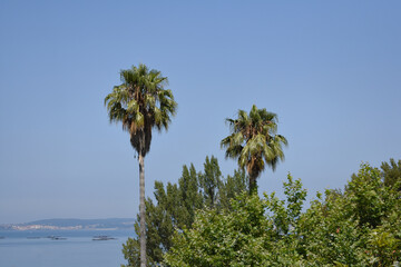 Obraz premium Dos palmeras enfermas en un día soleado de verano con la 